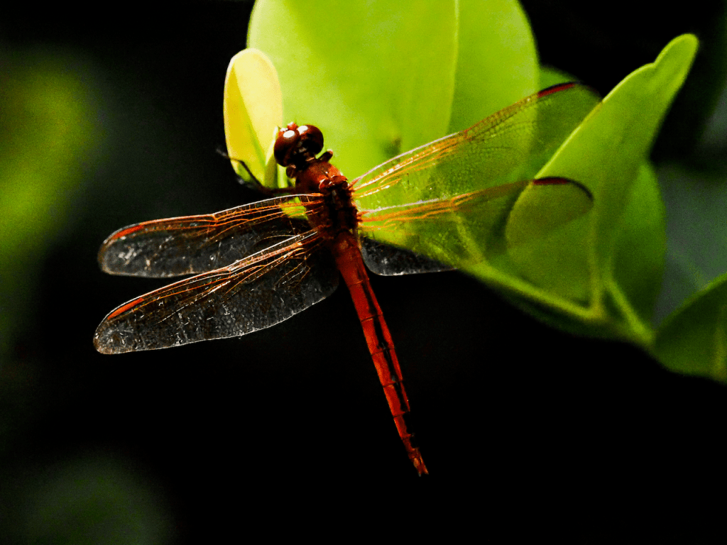 An image of a dragonfly, set against a backdrop of lush green leaves and a dark, mysterious background.