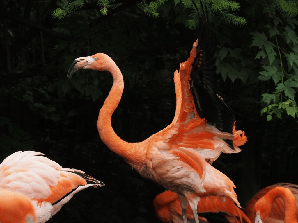 A large pink flamingo standing against a natural backdrop of leaves, combining natural scenery and its vibrant skin.