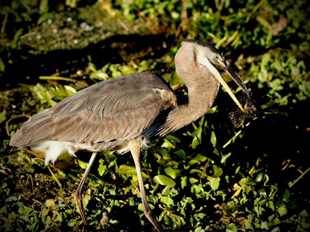 A close-up image of a large gray heron standing in the mud in a marshy area, grasping a catch below its beak.