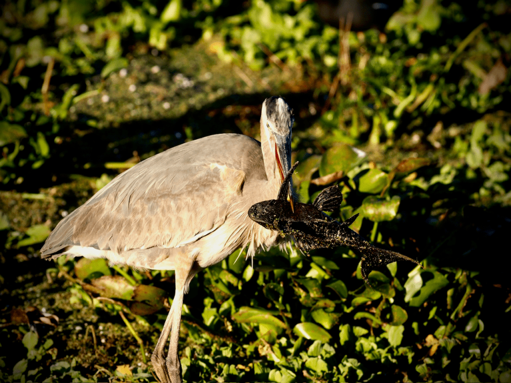 An aquatic bird stands in green swampy water, with its beak pinned on a large black fish lying on the water surface. This ...