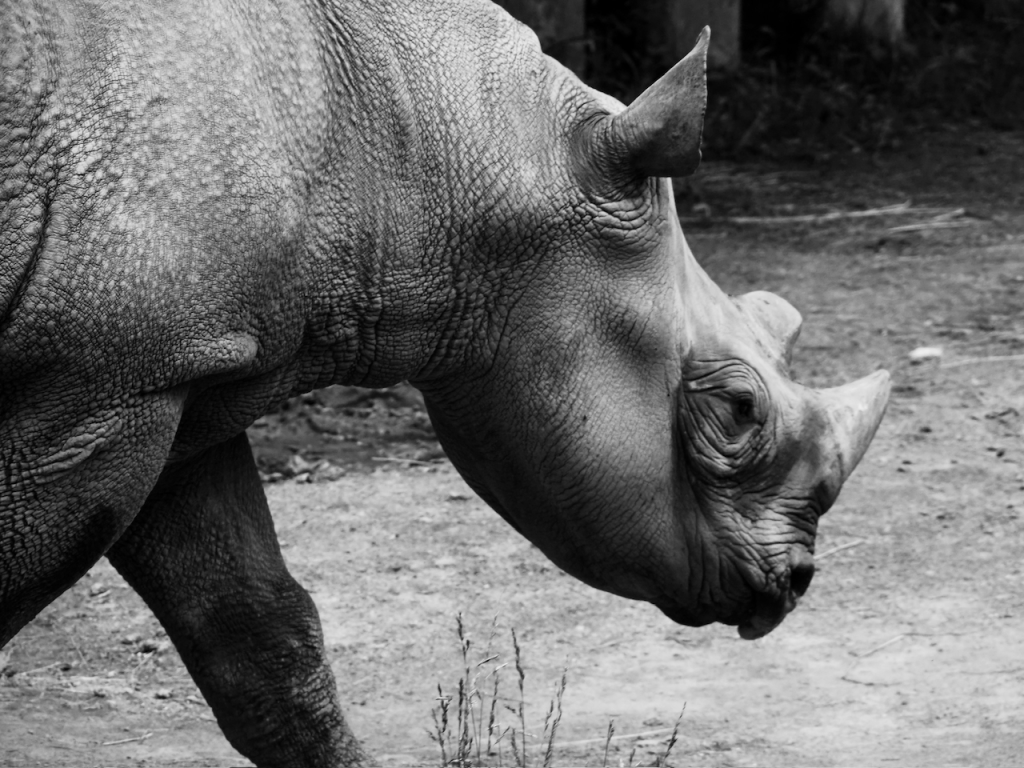The alt text for this image is: Close up view of a rhino's face on the right with its horn visible.