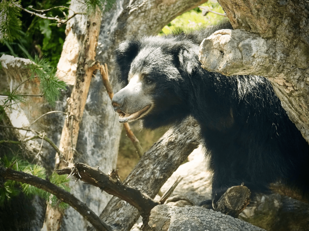 The image shows a sloth bear with its mouth open, sitting in the crook of a tree.