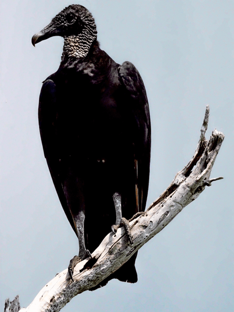A black vulture perched in a bare tree.