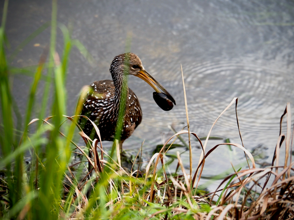 Limpkin bird standing in water, carrying a mussel in its beak.